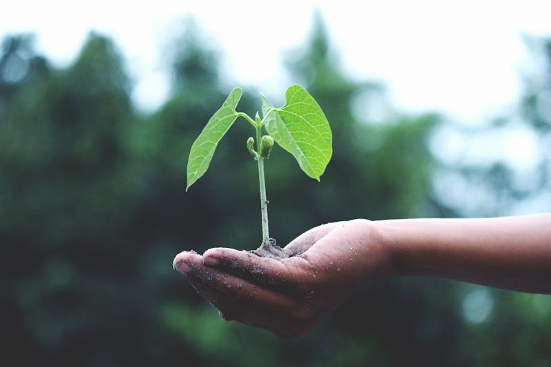 Mano sosteniendo una planta en crecimiento, simbolizando el compromiso ambiental de Grupo Sayro